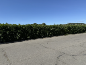 Fairway Oleanders
